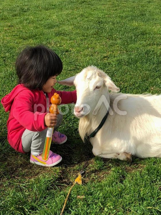 ヤギさんに触る ヤギ,山羊,やぎの写真素材