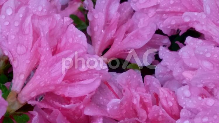 雨上がりのピンク ピンク,春,雨上がりの写真素材