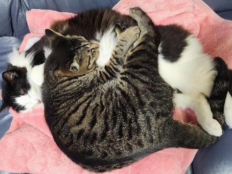 無防備にモフモフ 猫,仰向け,ハチワレの写真素材