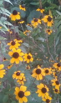 黄色の花 黄色の花の写真