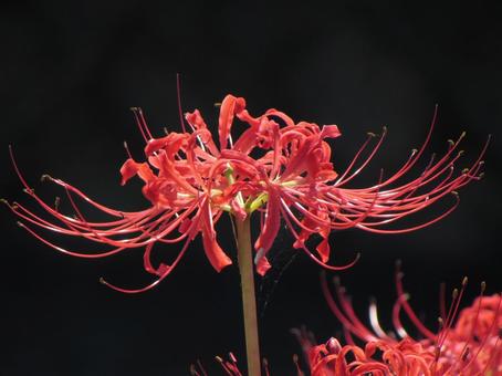 ヒガンバナf ヒガンバナf ヒガンバナ,曼珠沙華,赤い花の写真素材