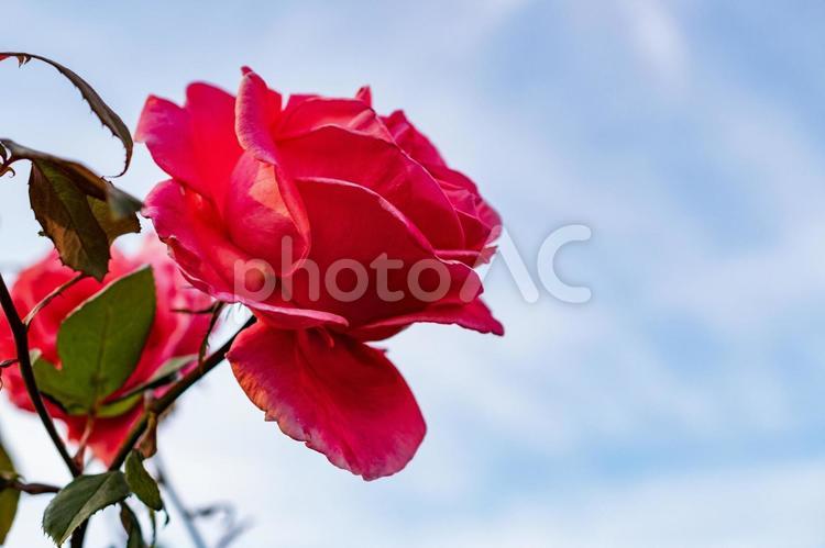 空を見上げる赤いバラ 薔薇,バラ,花の写真素材