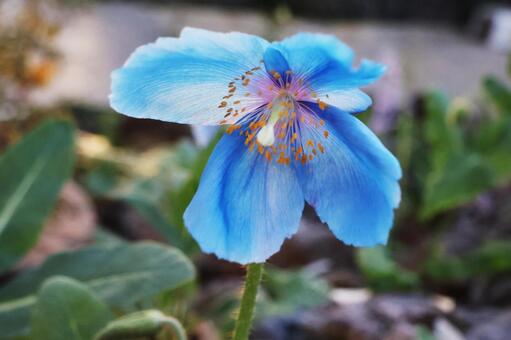 メコノプシス２（咲くやこの花館） メコノプシス,ケシ,青の写真素材