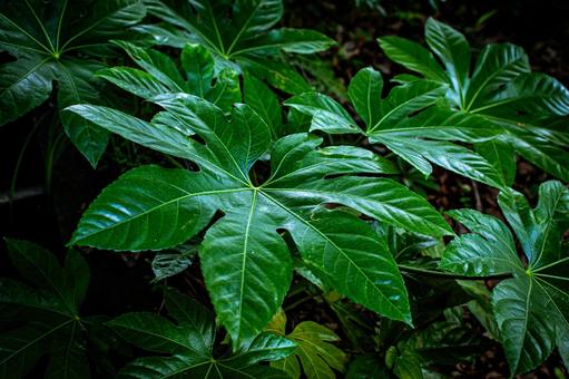 Photo, jutsu, plant, a million customers, 