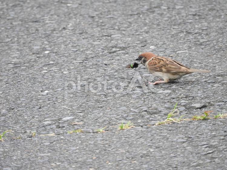 虫をくわえるスズメ スズメ,虫,野鳥の写真素材