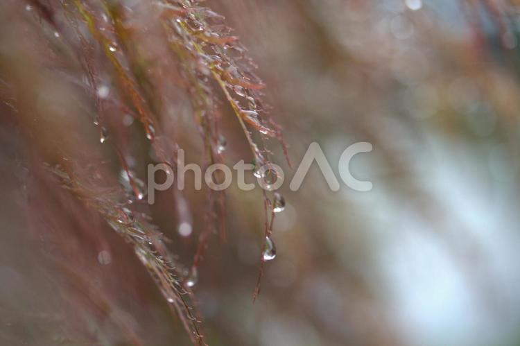雨上がりのモミジ モミジ,雨,初夏の写真素材