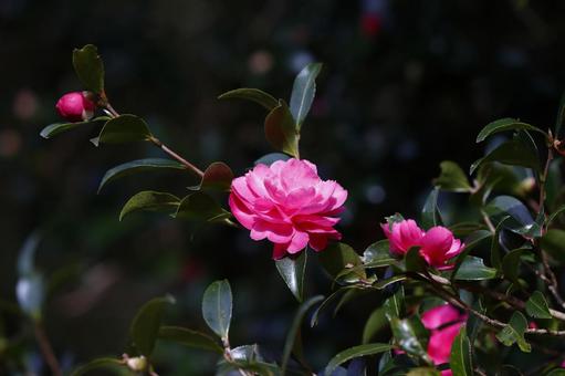 さざんか さざんか 山茶花,さざんか,ピンクの写真素材