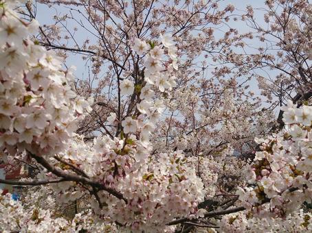 桜 桜の写真
