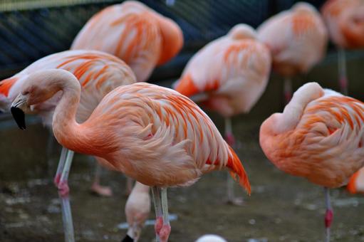 フラミンゴの群れ フラミンゴの群れ フラミンゴ,ベニイロフラミンゴ,鳥類の写真素材