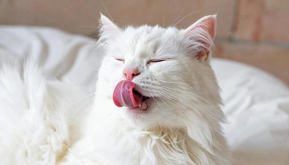 毛づくろいする猫、猫舌 毛づくろいする猫、猫舌の写真