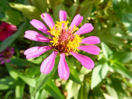 【花の写真】 ヒャクニチソウ(百日草) 【花の写真】 ヒャクニチソウ(百日草)の写真