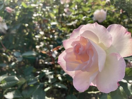 秋のバラ バラ,薔薇,花の写真素材