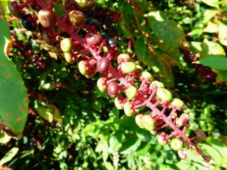 【植物写真】ヨウシュヤマゴボウ 【植物写真】ヨウシュヤマゴボウの写真