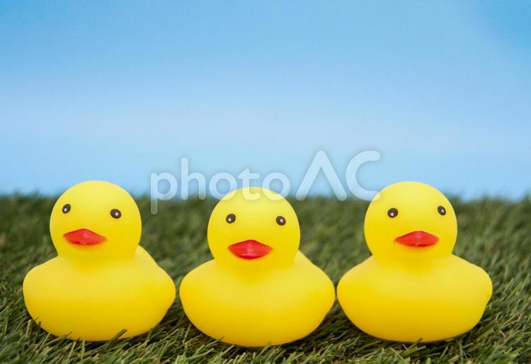 並んだアヒル アヒル,鳥,小物の写真素材