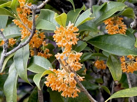 キンモクセイの写真