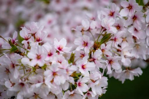 咲きほころぶ桜 咲きほころぶ桜 桜,ソメイヨシノ,クローズアップの写真素材