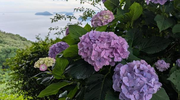 Hydrangea of Mt. Shiude 6, JPG