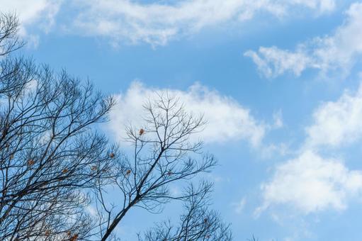 Winter trees shining against the blue sky, JPG Winter trees shining against the blue sky, JPG