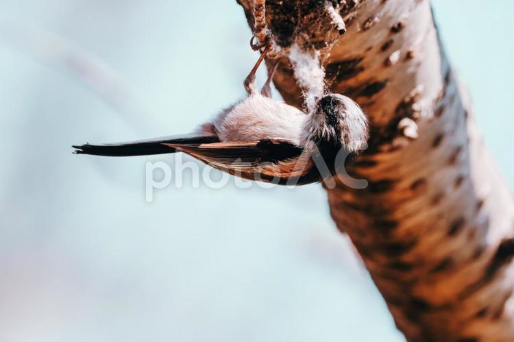 綿毛がくちばしに引っかかっています エナガ,野鳥,野鳥写真の写真素材