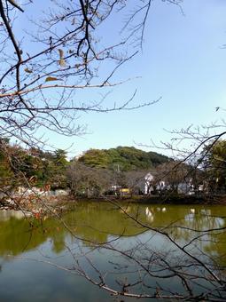 秋の鎌倉市玉縄・谷戸池の風景 池,水,水辺の写真素材