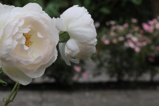 真っ白な花 真っ白な花の写真