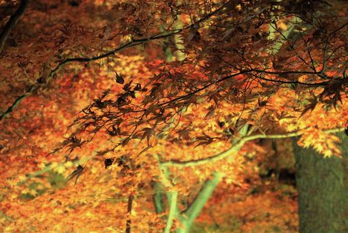 紅葉イルミネーション イルミネーション,紅葉,秋の写真素材