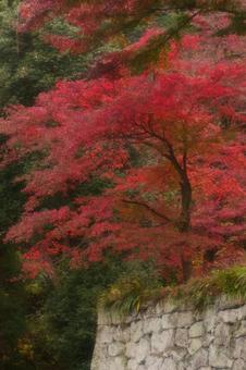石垣と紅葉 モミジ,紅葉,石垣の写真素材