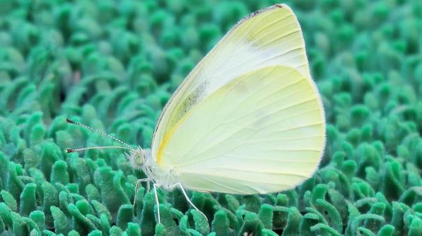 A cabbage white butterfly that appeared in summer, JPG A cabbage white butterfly that appeared in summer, JPG