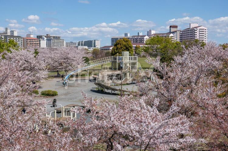 大島小松川公園　桜 大島小松川公園,江戸川区,東大島の写真素材