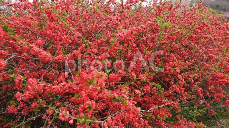 木瓜（ボケ）の花 木瓜,ぼけ,ボケの写真素材