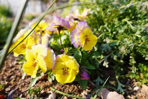 花壇に咲いたビオラ_02 ビオラ,パンジー,花の写真素材