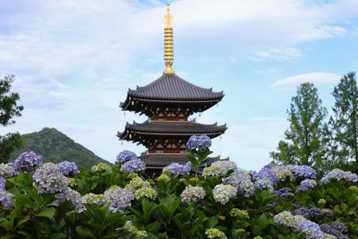 6月上旬の法然寺の五重塔とアジサイの花 6月上旬の法然寺の五重塔とアジサイの花の写真