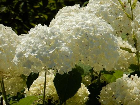 [Flower photo] Hydrangea flower, JPG