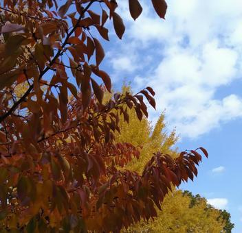 紅葉した木々と晴れた空 紅葉,木,葉の写真素材