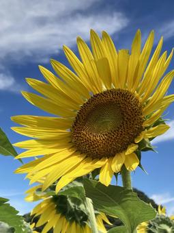 夏の青空に映えるひまわりの花 夏の青空に映えるひまわりの花の写真