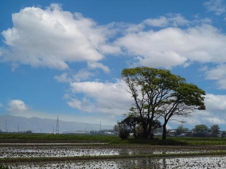 庄内平野の風景 庄内平野,最上川流域,穀倉地帯の写真素材