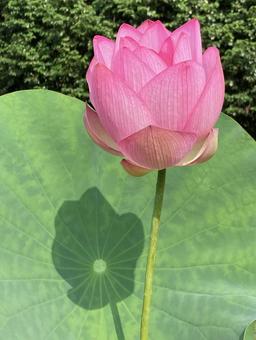Lotus flowers shining in the early summer sunshine, JPG