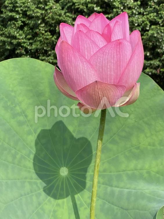 初夏の晴天に映えるハスの花 ハス,蓮,花の写真素材