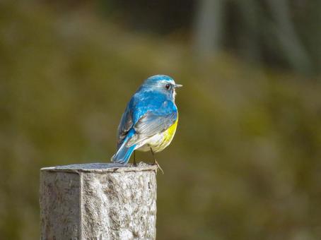 杭の上に留まるルリビタキのオス 杭の上に留まるルリビタキのオス ルリビタキ,瑠璃鶲,野鳥の写真素材