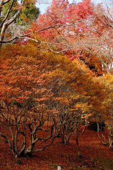 秋の紅葉 秋の紅葉 秋,紅葉,もみじの写真素材