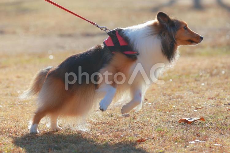 シェルティ 犬,ドッグラン,ドッグカフェの写真素材