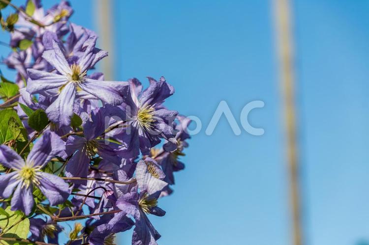 青空に映えるクレマチスの花 クレマチス,紫の花,植物の写真素材