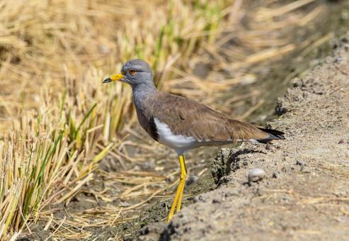 休耕田に降りたケリ ケリ,野鳥,動物の写真素材