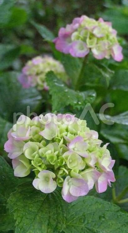 180606権現堂の紫陽花 紫陽花,花,幸手の写真素材