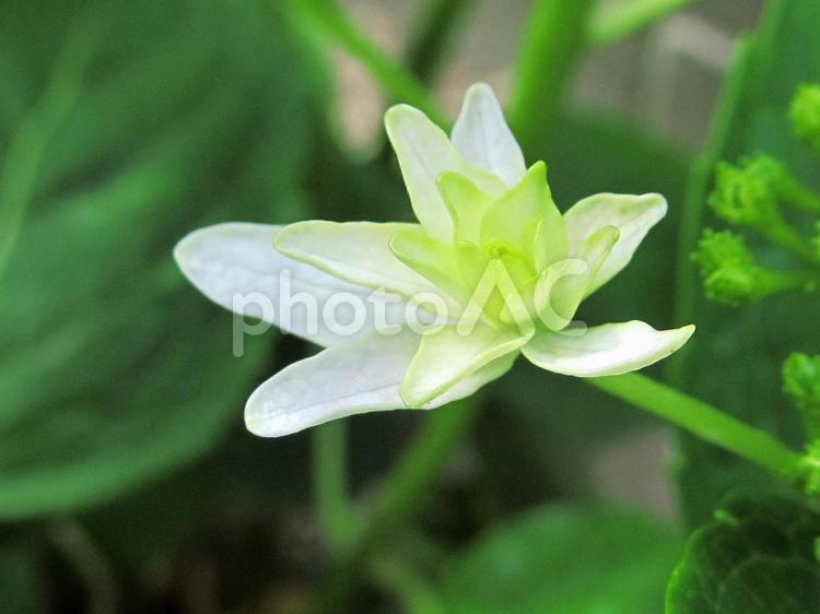 紫陽花 紫陽花,蕾,緑の葉の写真素材