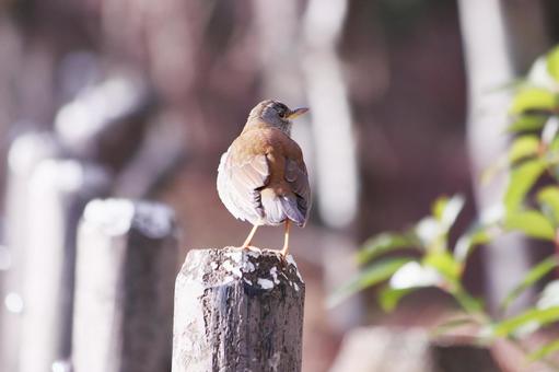 冬にやって来る渡り鳥のシロハラ 冬にやって来る渡り鳥のシロハラ 野鳥,シロハラ,冬の写真素材