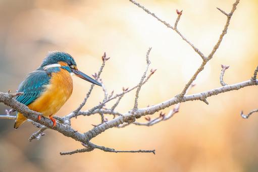 Kingfisher perched on a branch, copy space, JPG
