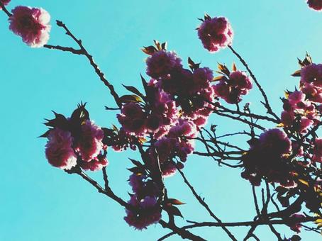 八重桜 八重桜の写真