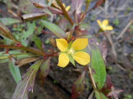 【花の写真】ヒレタゴボウ(鰭田牛蒡) 【花の写真】ヒレタゴボウ(鰭田牛蒡) ヒレタゴボウ,鰭田牛蒡,植物の写真素材