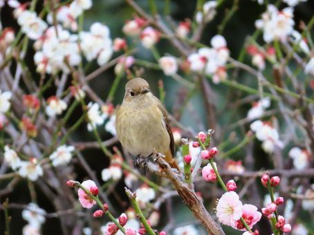 ジョウビタキのメスと梅 ジョウビタキ,梅,花の写真素材